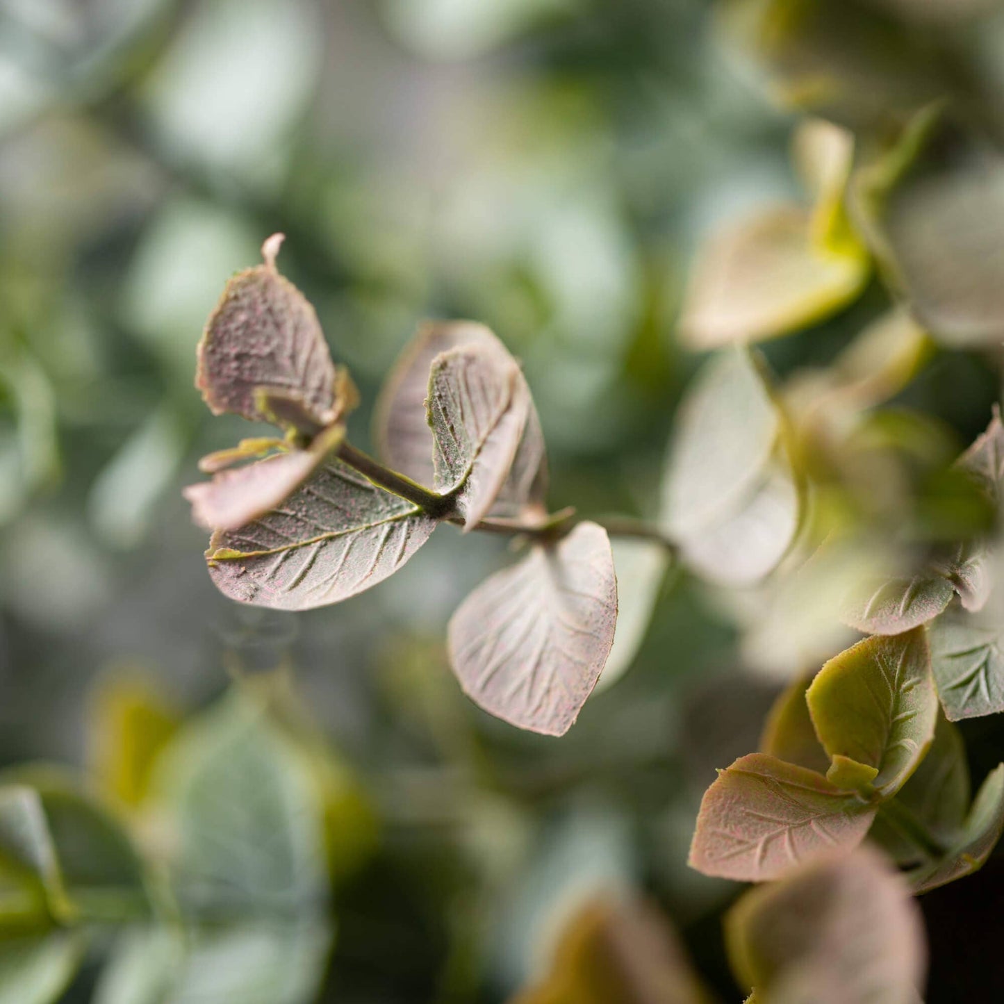 TWO TONE EUCALYPTUS BUSH