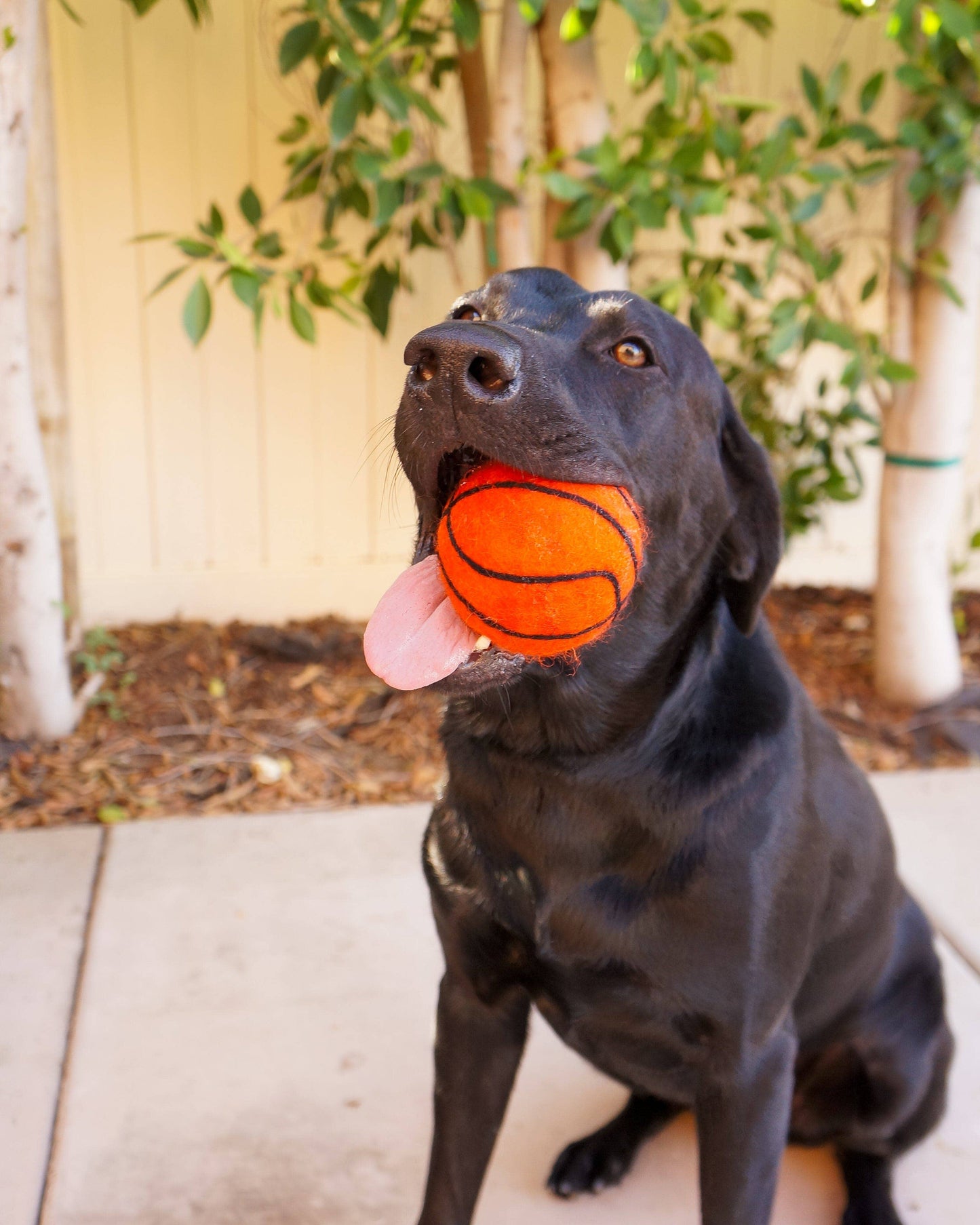 Friendsheep - Dog Pet Toy XL Sport Ball - BASKETBALL FOOTBALL SOCCER: Basketball