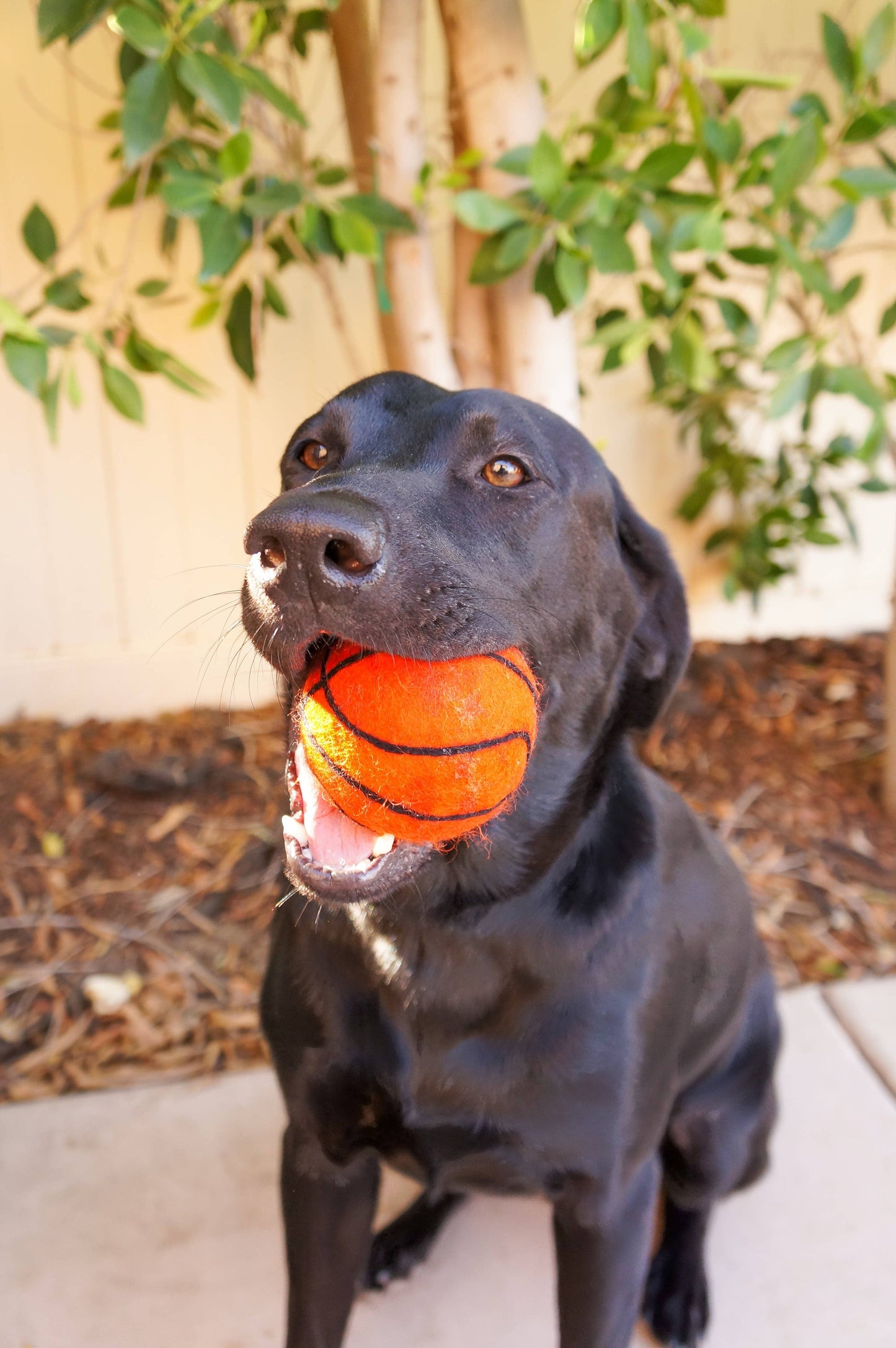Friendsheep - Dog Pet Toy XL Sport Ball - BASKETBALL FOOTBALL SOCCER: Football