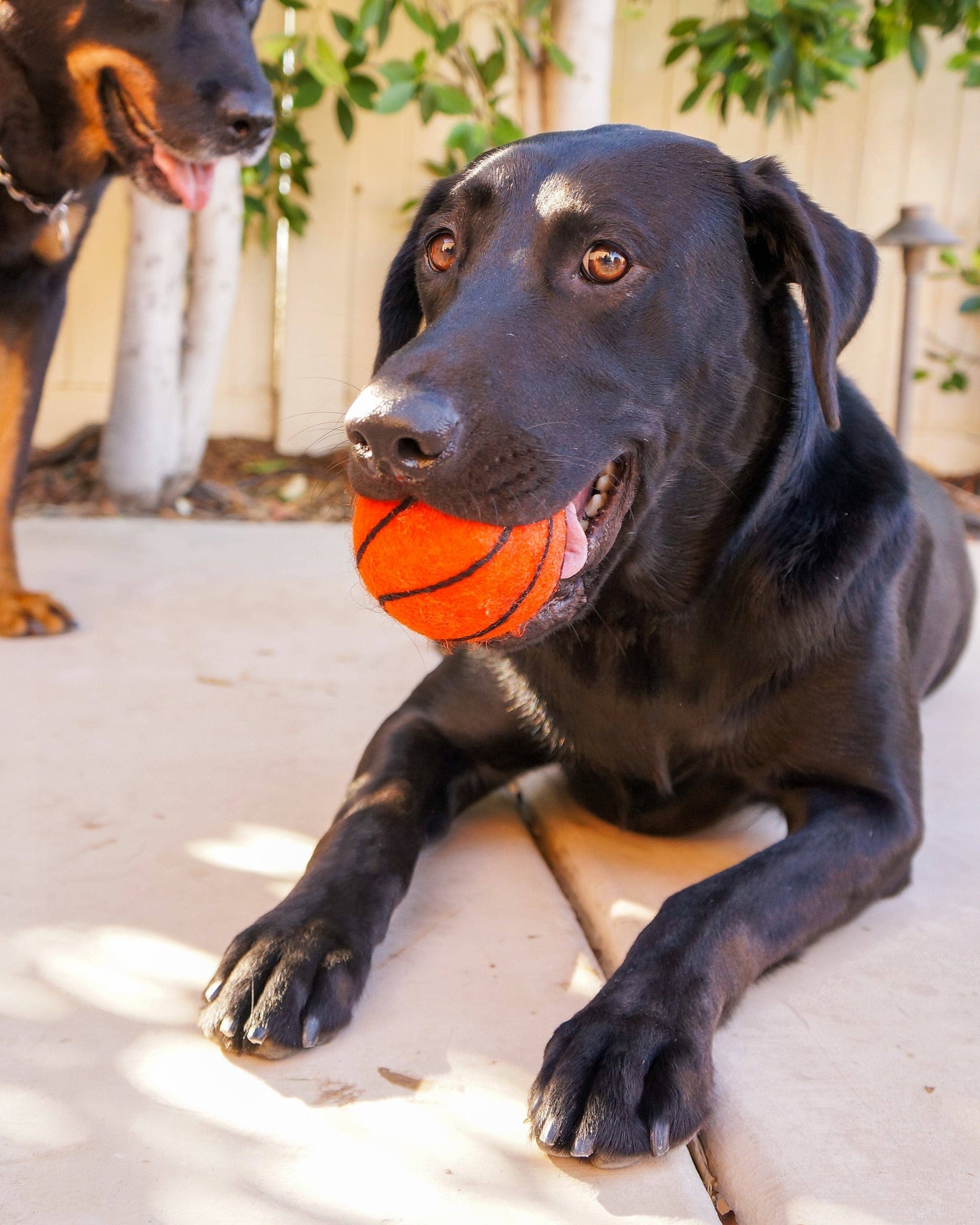 Friendsheep - Dog Pet Toy XL Sport Ball - BASKETBALL FOOTBALL SOCCER: Basketball