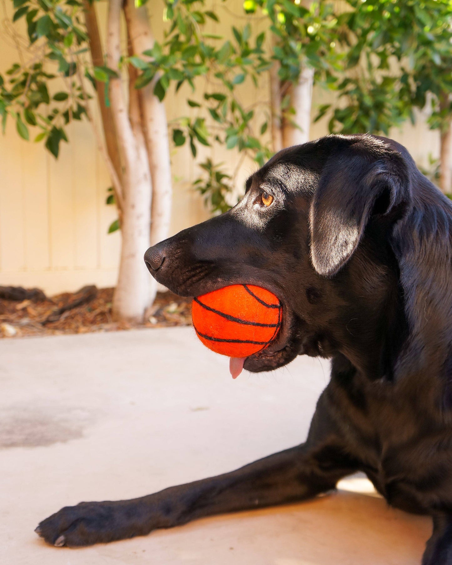 Friendsheep - Dog Pet Toy XL Sport Ball - BASKETBALL FOOTBALL SOCCER: Basketball